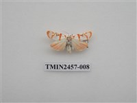 藏品(二斑叉紋苔蛾)的圖片